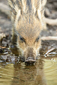 Portrait of a Wild boar or wild pig (Sus scrofa) piglet in a forest in early summer, Wildpark Alte Fasanerie Hanau, Hesse, Germany