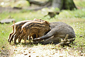 Nahaufnahme eines Wildschweins oder Wildschweinferkels (Sus scrofa) mit seiner Mutter in einem Wald im Frühsommer, Wildpark Alte Fasanerie Hanau, Hessen, Deutschland