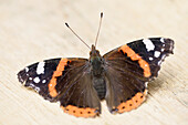 Close-up of a Red Admiral (Vanessa atalanta) on a wooden board in early summer, Wildpark Alte Fasanerie Hanau, Hesse, Germany