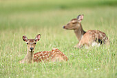 Close-up of sika deer (Cervus nippon) on a meadow in early summer, Wildpark Alte Fasanerie Hanau, Hesse, Germany