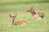 Nahaufnahme von Sikahirschen (Cervus nippon) auf einer Wiese im Frühsommer, Wildpark Alte Fasanerie Hanau, Hessen, Deutschland