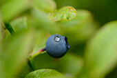 Nahaufnahme von Früchten der Europäischen Heidelbeere (Vaccinium myrtillus) im Wald an einem regnerischen Tag im Frühling, Bayern, Deutschland