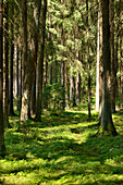 Landscape of Mixed Forest in Summer, Bavaria, Germany