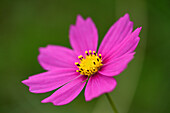 Nahaufnahme eines Gartenkosmos oder Mexikanische Aster (Cosmos bipinnatus) im Sommer, Oberpfalz, Bayern, Deutschland