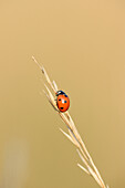 Seven-spot ladybird bug (Coccinella septempunctata) sitting on a weed in summer, Upper Palatinate, Bavaria, Germany
