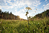 Landscpae with Peucedanum cervaria Blossom in Meadow in Early Summer, Bavaria, Germany