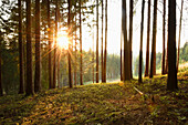 Landschaft mit Sonnenaufgang im Fichtenwald (Picea abies) im Frühsommer, Bayern, Deutschland