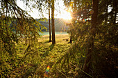 Landschaft mit Sonnenaufgang im Fichtenwald (Picea abies) im Frühsommer, Bayern, Deutschland