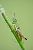 Close-up of Meadow Grasshopper (Chorthippus parallelus) on Stalk of Grass in Meadow in Early Summer, Bavaria, Germany
