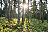 Landscape with Sunrise in Scots Pine (Pinus sylvestris L.) Forest in Early Summer, Bavaria, Germany