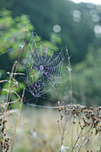 Nahaufnahme von Spinnennetz mit Tau am Morgen in Wiese im Frühsommer, Bayern, Deutschland