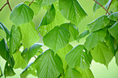 Nahaufnahme von Silberlinde (Tilia tomentosa) Blätter im Wald im Frühling, Bayern, Deutschland