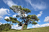 Landscape with Scots Pine (Pinus sylvestris) in Late Summer, Upper Palatinate, Bavaria, Germany