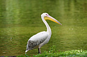 Side View of Great White Pelican (Pelecanus onocrotalus) by Lake in Summer, Bavaria, Germany