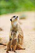 Erdmännchen (Suricata suricatta) Mutter mit Jungtier im Sommer, Bayern, Deutschland