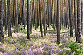 Föhrenwald (Pinus sylvestris) mit Gemeinem Heidekraut (Calluna vulgaris) im Spätsommer, Oberpfalz, Bayern, Deutschland