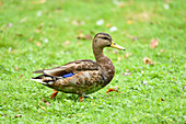Close-up of Female Mallard Duck (Anas platyrhynchos) on Meadow in Summer, Bavaria, Germany