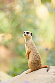 Portrait eines Erdmännchens (Suricata suricatta) im Sommer, Bayern, Deutschland