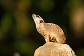 Nahaufnahme von Erdmännchen (Suricata suricatta) im Sommer, Bayern, Deutschland