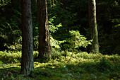 Fichte (Picea abies) im Mischwald im Spätsommer, Oberpfalz, Bayern, Deutschland