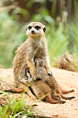 Close-up of a meerkat or suricate (Suricata suricatta) mother with her youngsters in summer, Bavaria, Germany