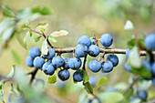 Nahaufnahme von Schlehdorn (Prunus spinosa) Früchten in einem Wald im Sommer, Oberpfalz, Bayern, Deutschland