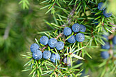 Nahaufnahme von Früchten des Gemeinen Wacholders (Wacholderus communis) im Spätsommer, Oberpfalz, Bayern, Deutschland