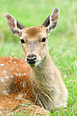 Portrait of a sika deer (Cervus nippon) lying on a meadow in summer, Bavaria, Germany