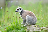 Nahaufnahme eines Ringelschwanzlemuren (Lemur catta) auf einer Wiese im Sommer, Zoo Augsburg, Schwaben, Bayern, Deutschland