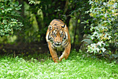 Nahaufnahme eines Sumatra-Tigers (Panthera tigris sumatrae) beim Spaziergang auf einer Wiese im Sommer, Zoo Augsburg, Schwaben, Bayern, Deutschland