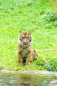 Nahaufnahme eines Sumatra-Tigers (Panthera tigris sumatrae) am See sitzend im Sommer, Zoo Augsburg, Schwaben, Bayern, Deutschland
