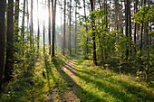 Landscape of trail going through Scots pine (Pinus sylvestris) forest in late summer, Upper Palatinate, Bavaria, Germany