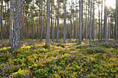 Kiefernwald (Pinus sylvestris) mit Heidekraut (Calluna vulgaris) im Spätsommer, Oberpfalz, Bayern, Deutschland