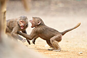 Two Hamadryas Baboons (Papio hamadryas) Playing in Summer, Zoo Augsburg, Swabia, Bavaria, Germany