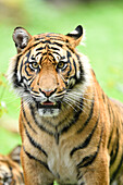 Nahaufnahme von Sumatra-Tiger (Panthera tigris sumatrae) auf Wiese im Sommer, Zoo Augsburg, Schwaben, Bayern, Deutschland
