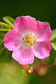 Nahaufnahme einer Hundsrose (Rosa canina) Blüte im Spätsommer, Oberpfalz, Bayern, Deutschland