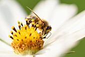 Nahaufnahme der Europäischen Honigbiene (Apis mellifera) auf der Blüte des Gartenkosmos (Cosmos bipinnatus), Oberpfalz, Bayern, Deutschland