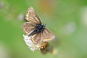 Nahaufnahme von Ringeltaube (Aphantopus hyperantus) Schmetterling im Spätsommer