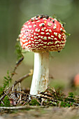 Close-up of Fly Agaric (Amanita muscaria) on Forest Floor in Late Summer, Upper Palatinate, Bavaria, Germany