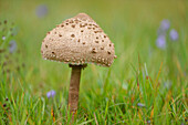 Close-up of a parasol mushroom (Macrolepiota procera) mushroom in a meadow in early autum, Upper Palatinate, Bavaria, Germany