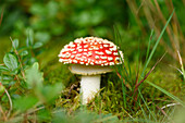 Close-up of fly amanita (Amanita muscaria) mushroom in forest in early autum, Upper Palatinate, Bavaria, Germany