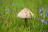 Close-up of a parasol mushroom (Macrolepiota procera) mushroom in a meadow in early autum, Upper Palatinate, Bavaria, Germany