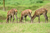 Red Deer (Cervus elaphus) Fawns Grazing on Meadow in Early Autumn, Bavaria, Germany