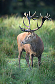 Nahaufnahme eines männlichen Rothirsches (Cervus elaphus) auf einer Wiese im Herbst, Nationalpark Bayerischer Wald, Bayern, Deutschland