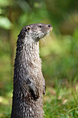 Close-up of European Otter (Lutra lutra) on Meadow in Autumn, Bavarian Forest National Park, Bavaria, Germany