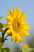Nahaufnahme einer Sonnenblume (Helianthus annuus) Blüte auf einem Feld im Herbst, Bayern, Deutschland