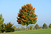 Spitzahorn (Acer platanoides) Baum im Herbst, Bayern, Deutschland