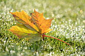 Nahaufnahme eines Blattes des Spitzahorns (Acer platanoides) auf Gras im Herbst, Bayern, Deutschland