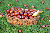 Horse-chestnuts (Aesculus hippocastanum) in a basket on grass in summer, Bavaria, Germany