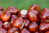 Close-up of horse-chestnuts (Aesculus hippocastanum) in summer, Bavaria, Germany